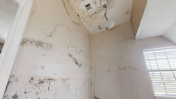 Mold Remediation for Vacation Homes in Clearwater, SC
