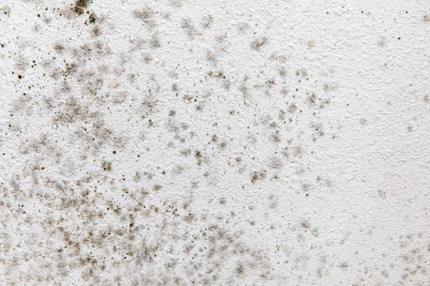 Best Mold-Related Health Consultation  in Clearwater, SC