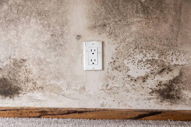 Best Post-Construction Mold Inspection  in Clearwater, SC