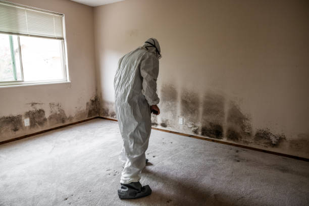 Best Black Mold Removal  in Clearwater, SC
