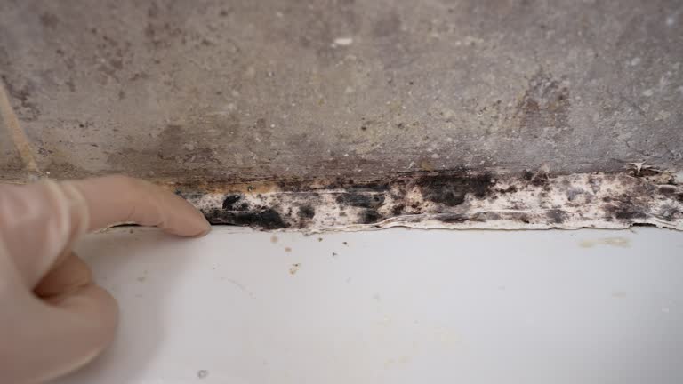 Best HVAC Mold Inspection and Cleaning  in Clearwater, SC